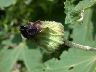 flower bud