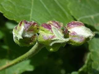 flower buds