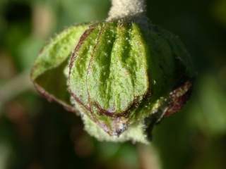 flower buds