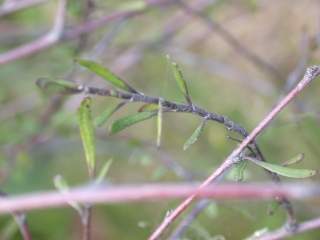 Plagianthus divaricatus, foliage