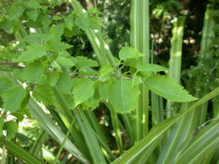 Plagianthus regius, foliage (spring)