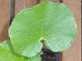 Radyera urens, leaf