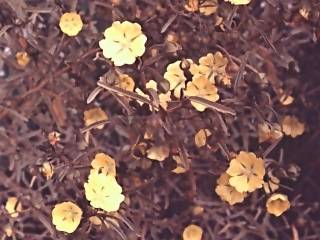 Sida calyxhymenia, flowers