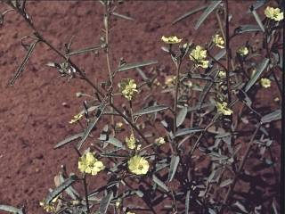 Sida calyxhymenia, flowers