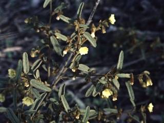 Sida calyxhymenia, flowers