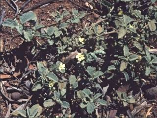 Sida corrugata, in flower