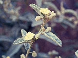 Sida cryphipetala, flowering shoot
