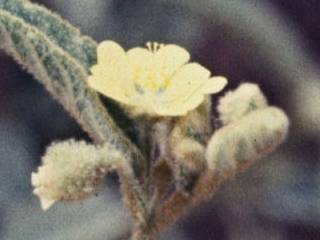 Sida cryphipetala, flower