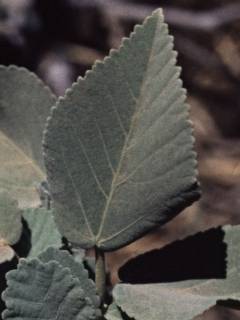 Sida fallax, leaf
