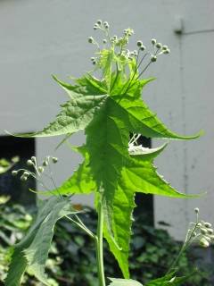 Sida hermaphrodita, flowering shoot