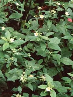 Sida rhombifolia, in flower