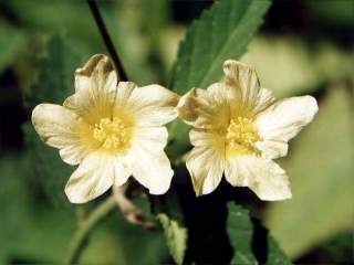 Sida rhombifolia, flower