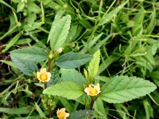 Sida rhombifolia, in flower