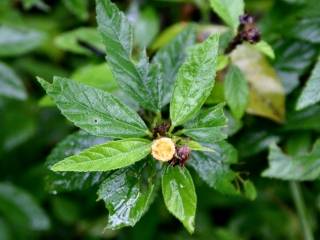 Sida rhombifolia, in bud