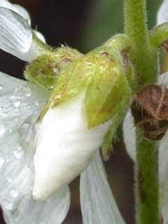 Sidalcea candida, flower bud