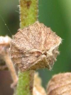 Sidalcea candida, fruit