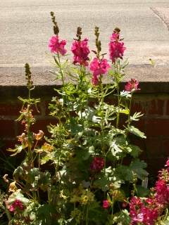 Sidalcea 'William Smith', in flower