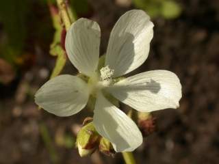 Sidalcea candida 'Bianca'', flower