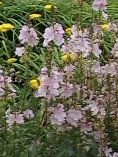 Sidalcea malviflora , in flower