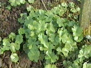 Sidalcea cultivar