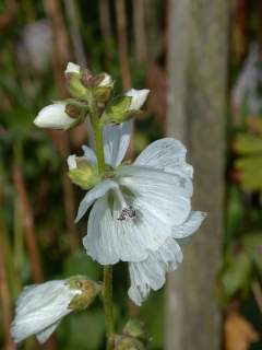 Sidalcea cultivar, flowers