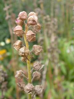 Sidalcea cultivar, mature fruit