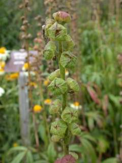 Sidalcea cultivar, immature fruit