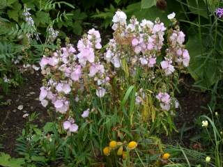 Sidalcea cultivar, in flower