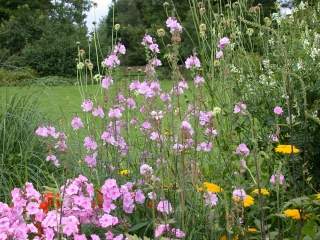 Sidalcea cultivar, in flower