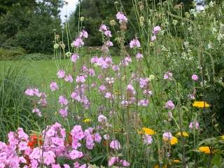 Sidalcea cultivar, in flower