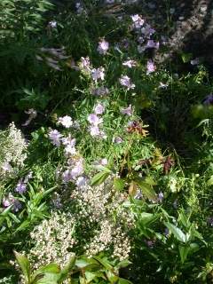 Sidalcea 'Elsie Heugh', in flower