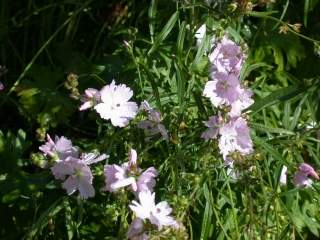 Sidalcea 'Elsie Heugh', flowers