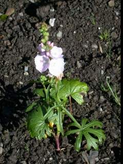 Sidalcea 'Little Princess', in flower