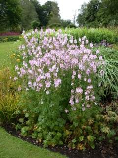 Sidalcea cultivar, in flower