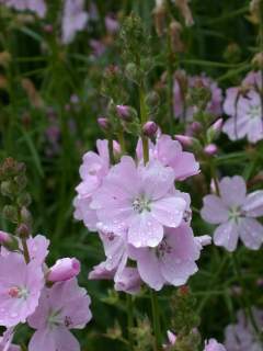 Sidalcea cultivar,inflorescence