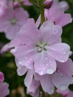 Sidalcea cultivar,flower