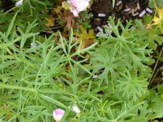 Sidalcea cultivar, foliage