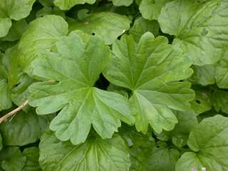 Sidalcea candida, basal leaves