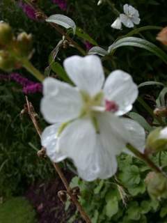 Sidalcea candida,flower