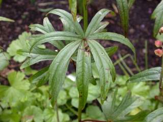 Sidalcea candida, floral leaves