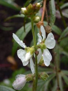 Sidalcea candida,inflorescence