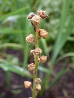 Sidalcea candida, fruiting shoot