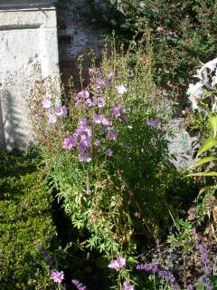 Sidalcea cultivar, in flower