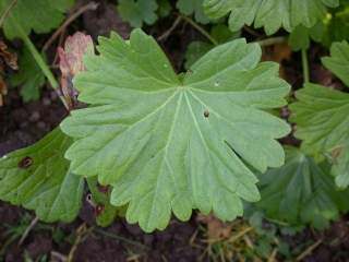 Sidalcea cultivar, leaf