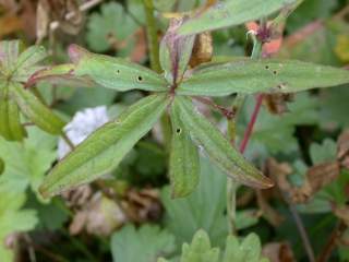 Sidalcea cultivar, leaf