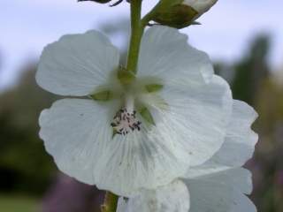 Sidalcea cultivar, flower