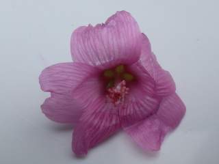 Sidalcea cultivar, flower