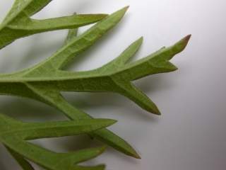 Sidalcea cultivar,lobe of leaf (under side)