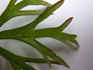 Sidalcea cultivar,lobe of leaf (under side)