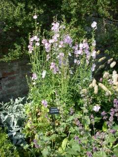 Sidalcea 'Elsie Heugh', in flower